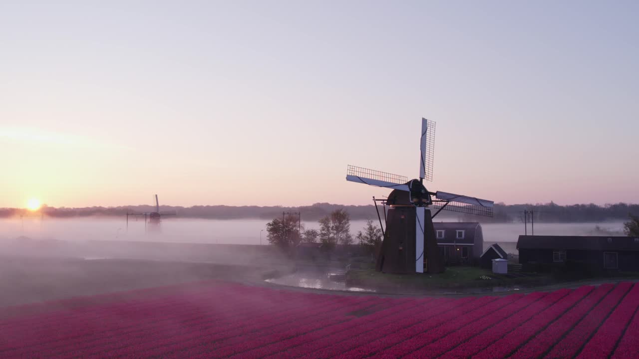 Vista aerea di Noordwijkerhout con Hogeveensemolen, tulipani, mulino a vento, che mostra uno splendido paesaggio rurale nei Paesi Bassi