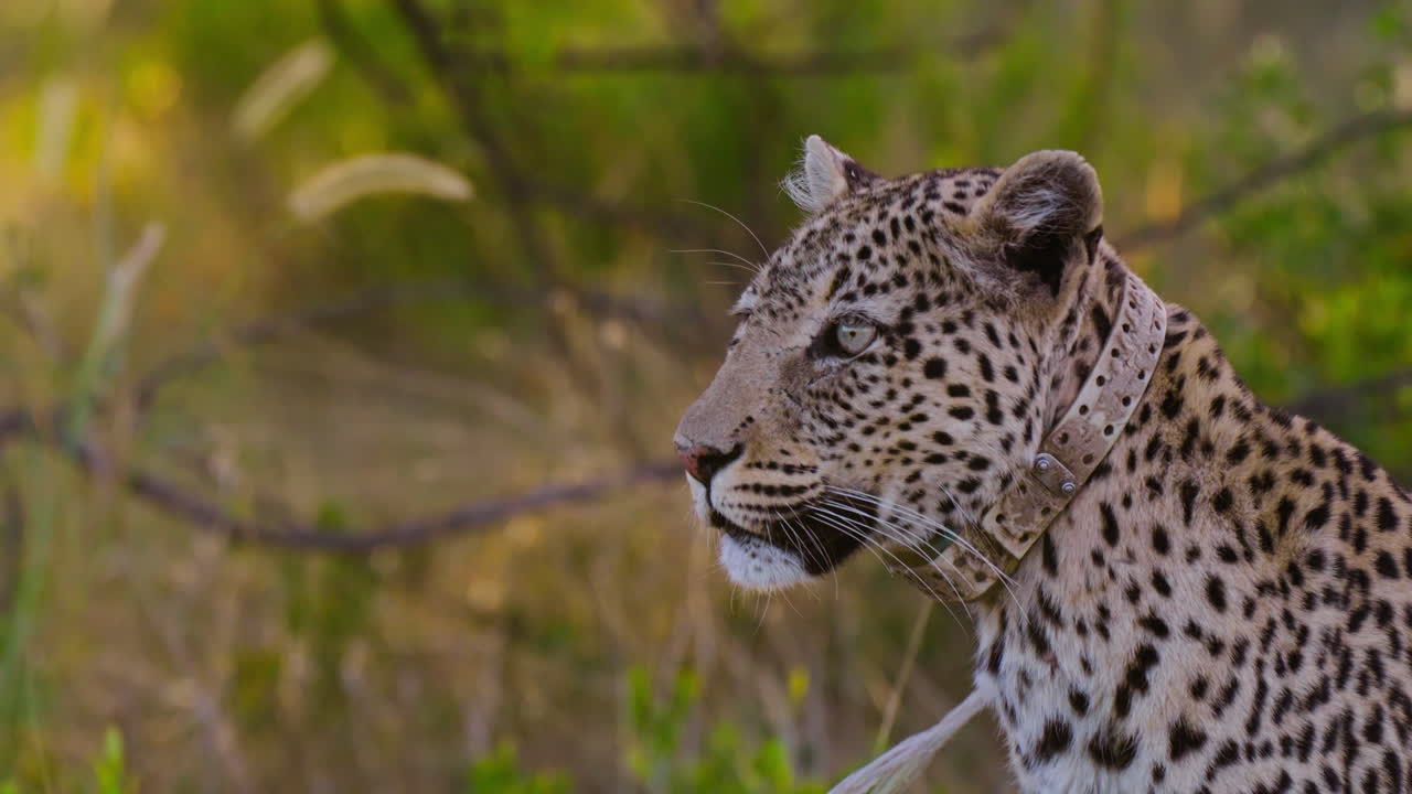 Leopard with collar in its natural habitat