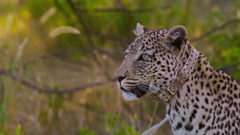 leopard with collar in its natural habitat