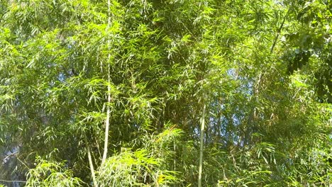 lush bamboo swaying gently in the breeze