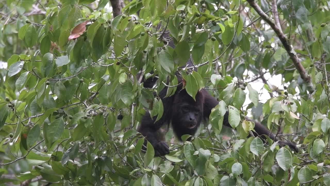 Ammira la vista maestosa di una scimmia urlatrice annidata tra un lussureggiante fogliame verde.