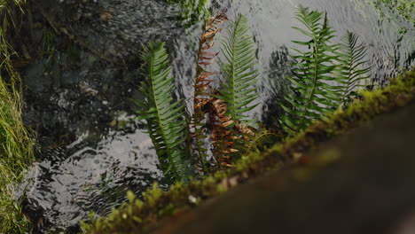 Fallen-Dead-Tree-And-Moss-In-Flowing-Stream-At-Hoh-Rainforest-In-Olympic-National-Park,-Washington