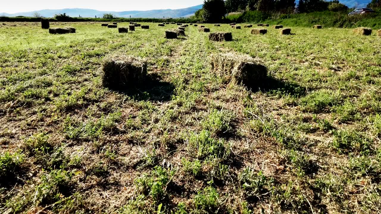 노란색 황금  어리 들판에 풀, 구름과 함께 파란 하늘 아래 농업