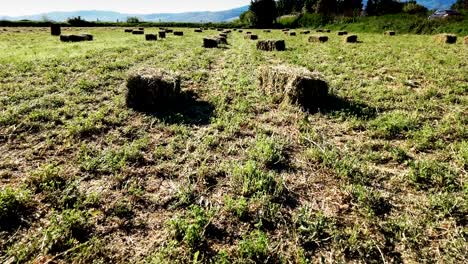 balas de paja doradas amarillas de heno en el campo de paja, campo agrícola bajo un cielo azul con nubes
