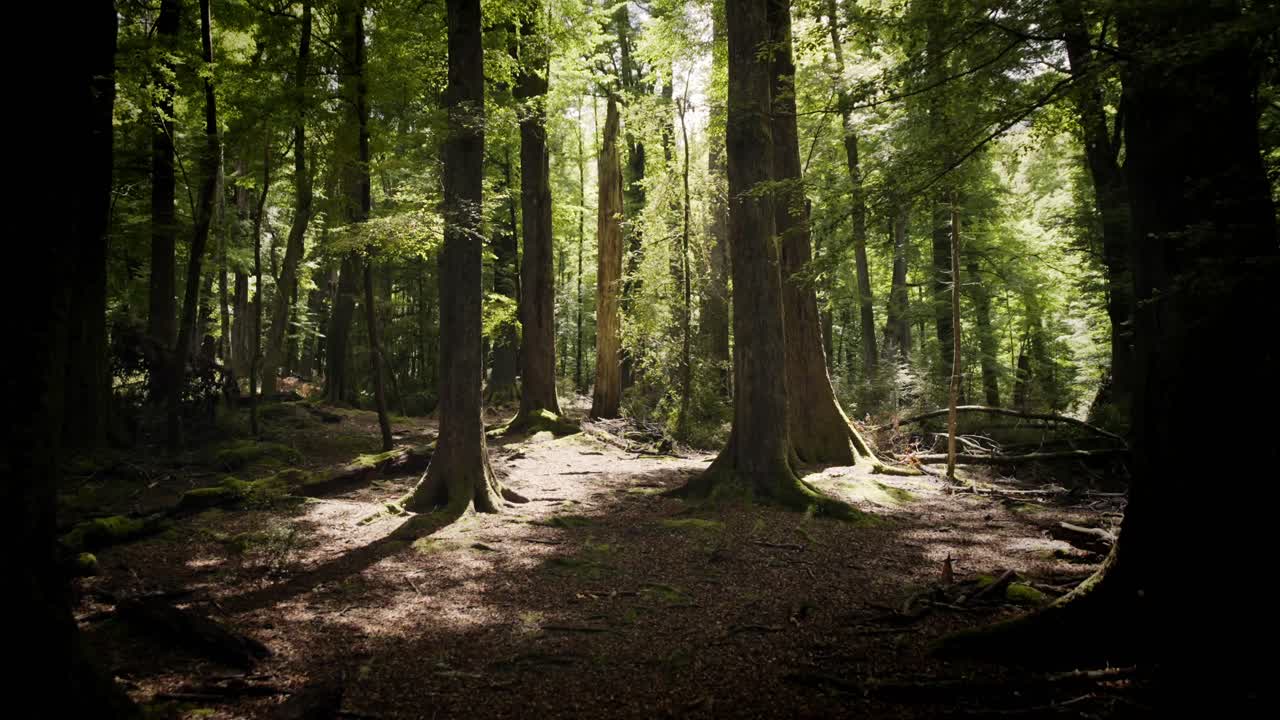 enormes árboles altos en un hermoso bosque en nueva zelanda