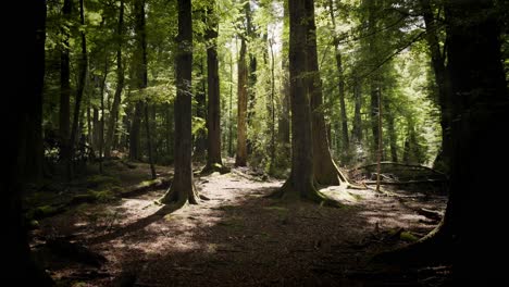 huge tall trees in a beautiful forest in new zealand