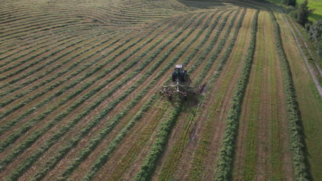 Tractor-Rastrillando-Ensilaje-De-Hierba-En-Filas-Ordenadas-Para-Su-Recolección-Para-Hacer-Fardos,-Drones