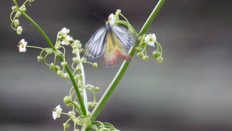 Schmetterling-Auf-Der-Suche-Nach-Nahrung.