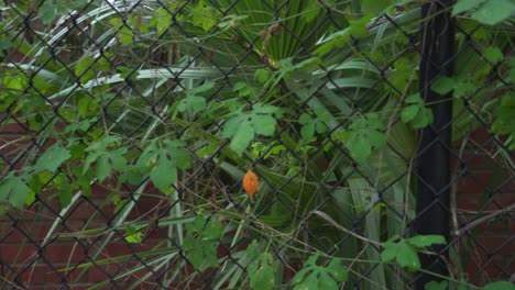 Panning-of-the-fence-of-Cerasee-kerala-bitter-melon-plant-with-kerala-hanging-from-vines-used-to-make-herbal-healthy-tea-good-for-weight-loss