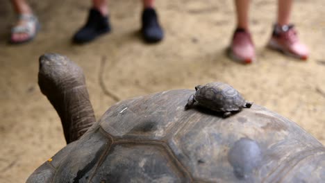 video de una increíble tortuga bebé de un jardín botánico en victoria en la isla de mahe en las seychelles