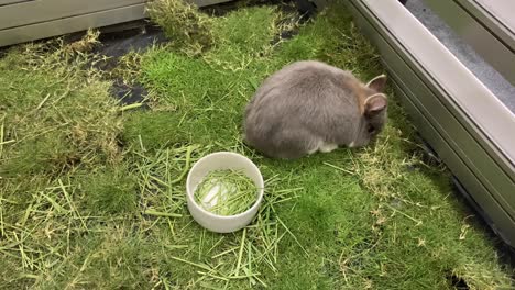 conejo holland lop comiendo hierba verde dentro de la jaula durante la exposición de mascotas de tailandia 2020 - tiro de ángulo alto