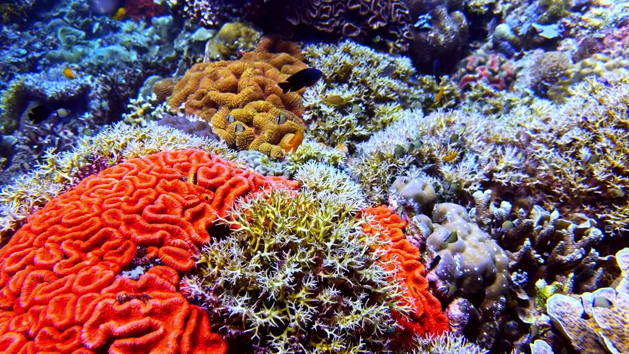 Close-up onderwaterbeelden van een diverse verzameling harde en zachte koralen op een levendig tropisch koraalrif. Rijke texturen, kleurrijke mariene habitat en gezonde biodiversiteit van het rif