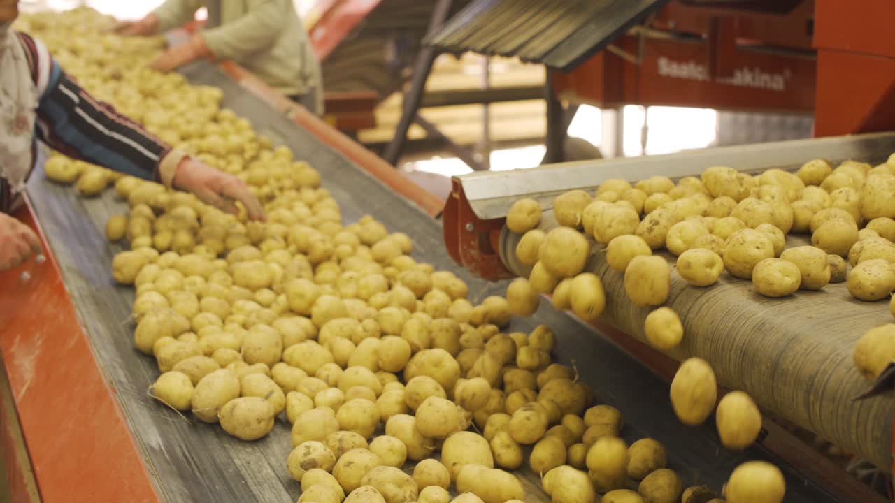 Potatoes are processed on the conveyor belt.