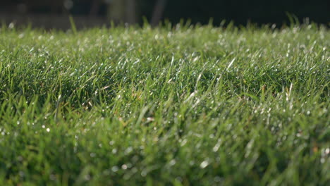 Fresh-morning-water-dew-drops-on-vibrant-green-grass-lit-by-the-sun-blowing-in-the-wind