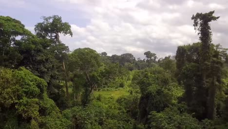 aerial drone view flying backwards through trees, in african jungle, on a cloudy day, in nanga eboko forest, haute-sanaga, southern cameroon