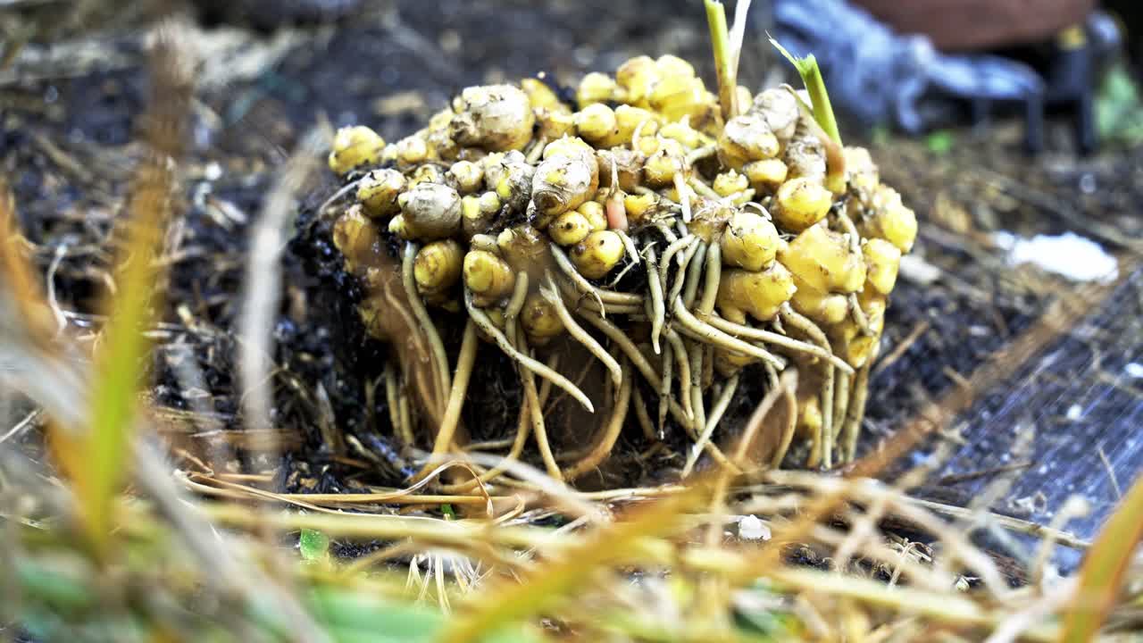 disparo lejano de jengibre siendo lavado con una manguera el delicado proceso de la cosecha de jengible en plena floración jardinería casera