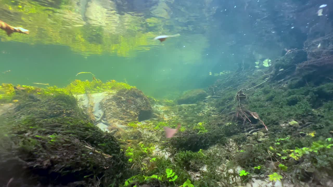 에스토니아 사레마에 있는 작은 하천 바닥에 있는 수생 식물들의 수중 촬영.