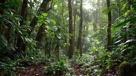 deep lush rainforest