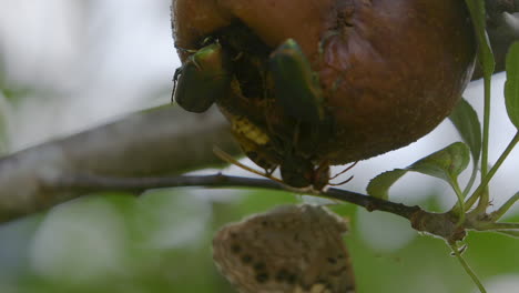 avispa de chaqueta amarilla atacando a una polilla marrón mientras come junto a escarabajos figeater en pera podrida mientras cuelga de una rama de árbol a fines del verano