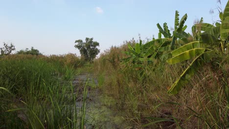 Das-üppige-Gras-In-Den-Bergen-Von-Thailand-Unter-Dem-Strahlend-Blauen-Himmel---Weitwinkelaufnahme