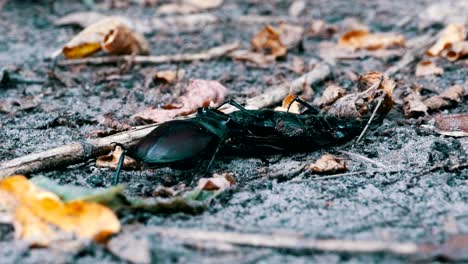 stag beetle deer pushes a crushed dead beetle along the ground