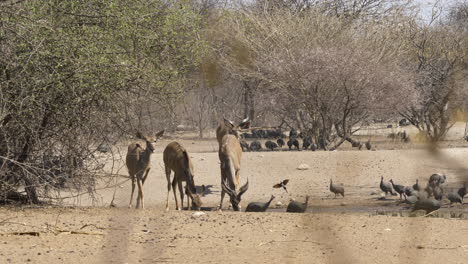 cuatro kudus pastan en tierra seca rodeados de árboles y una bandada de gallinas de guinea