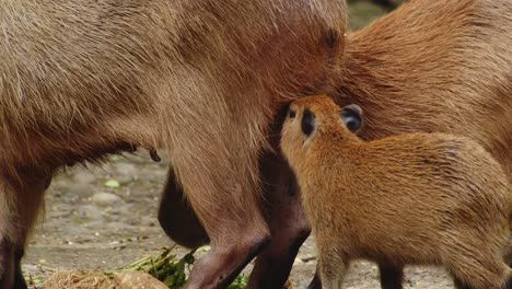 capybara pup reaching his mother and eating milk from her, close up, slow motion