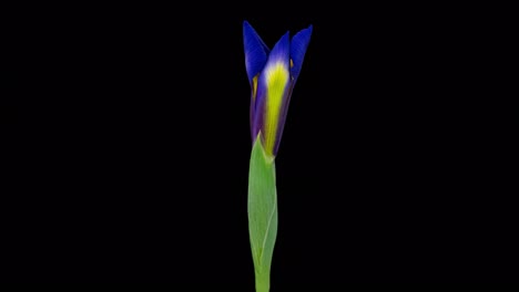 blue iris flower flower close-up time lapse, isolated on pure black background