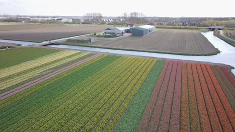 hermosos campos de tulipanes en holanda vía drone en 4k