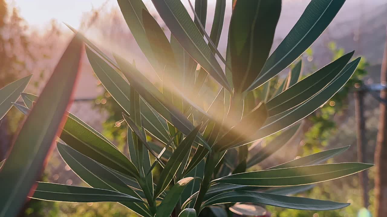 puesta de sol a través de las hojas