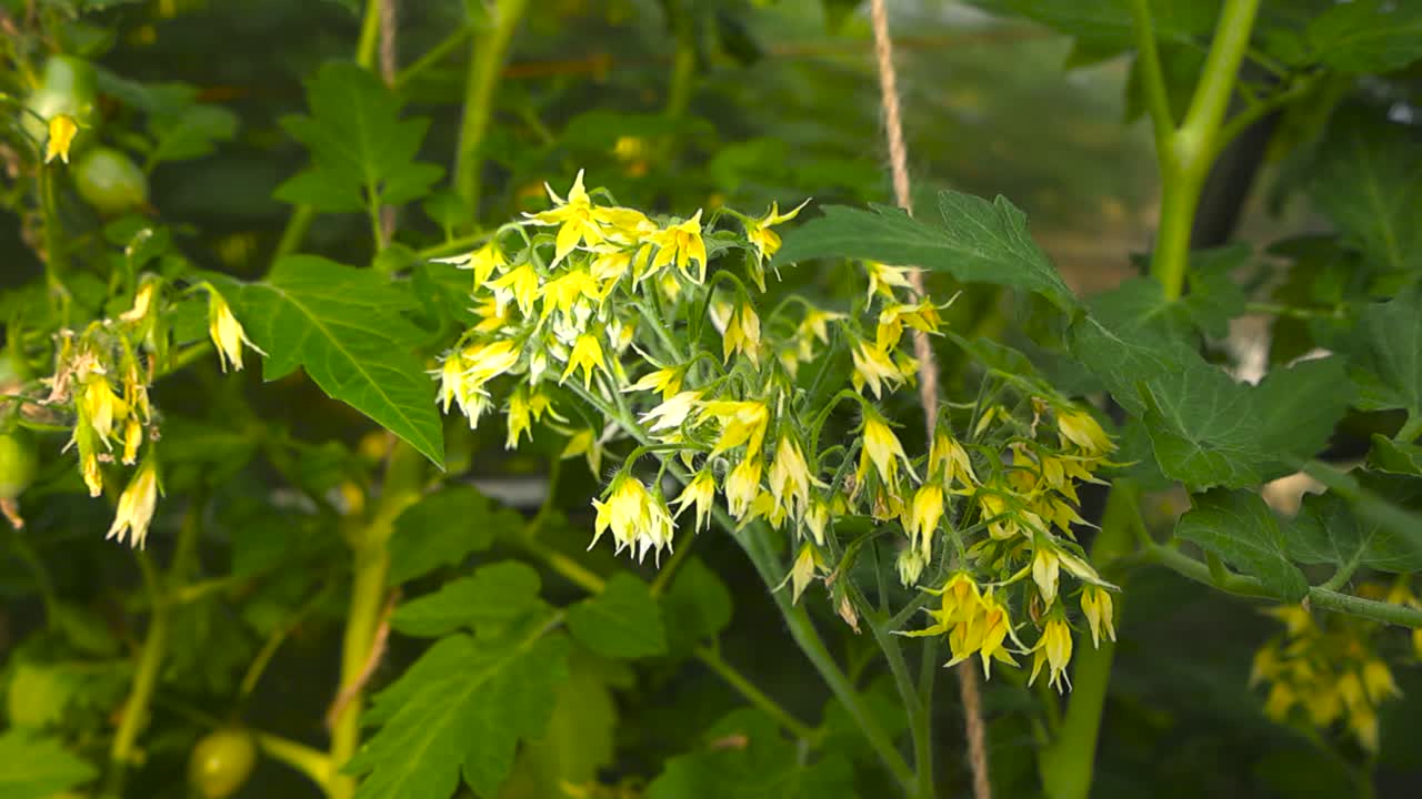 Close up view orbiting and spinning around fresh blossoming and blooming tomato flower petals in a sunny summer greenhouse with green leaves and plants bokeh blurry in the background. Ropes hanging