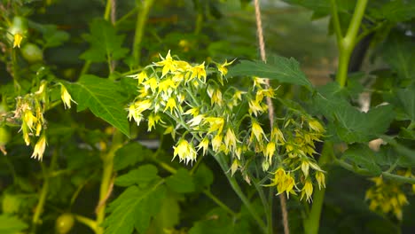 close up view orbiting and spinning around fresh blossoming and blooming tomato flower petals in a sunny summer greenhouse with green leaves and plants bokeh blurry in the background. ropes hanging