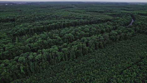 flying over green trees forest