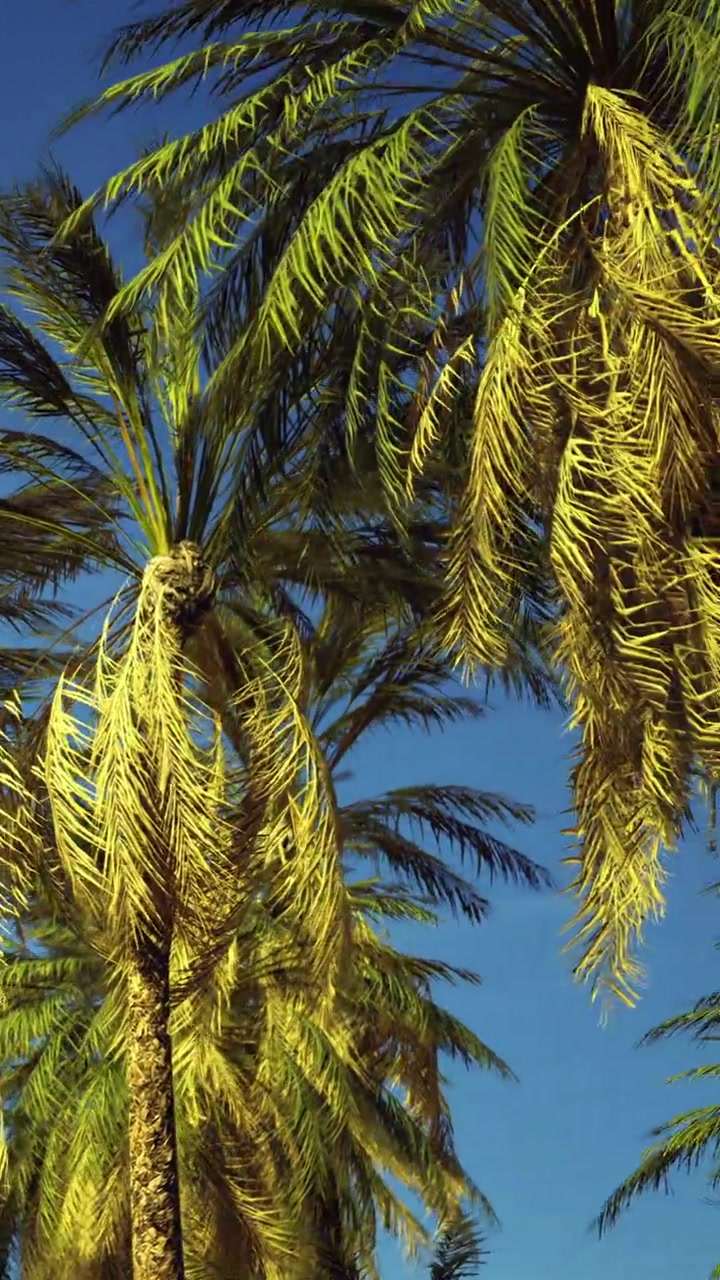 Palme che ondeggiano sotto un cielo azzurro e limpido in una giornata di sole in una località tropicale.