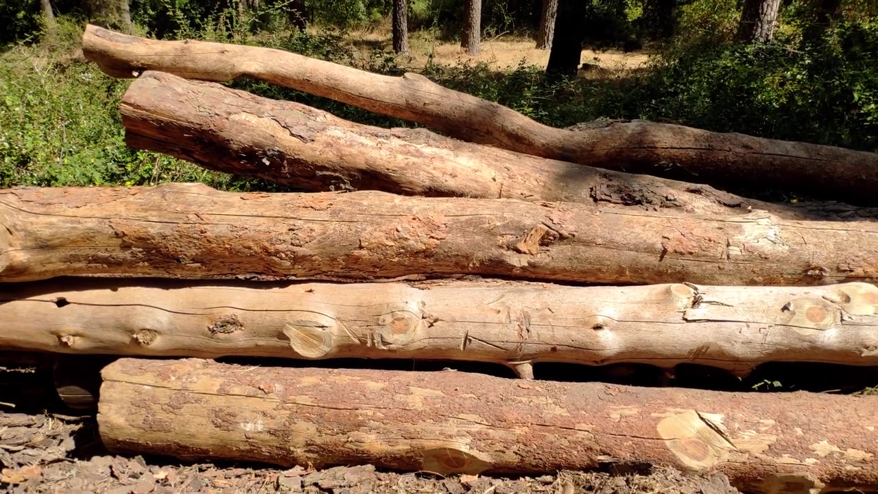 Cut logs stacked on forest ground with surrounding pine trees and clear blue sky
