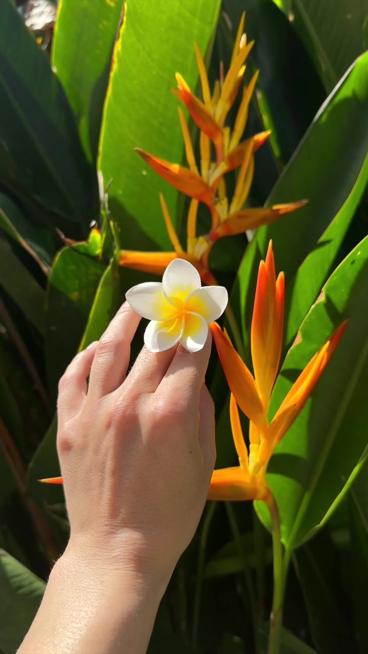 Mano che tocca un fiore di plumeria bianco in un giardino tropicale