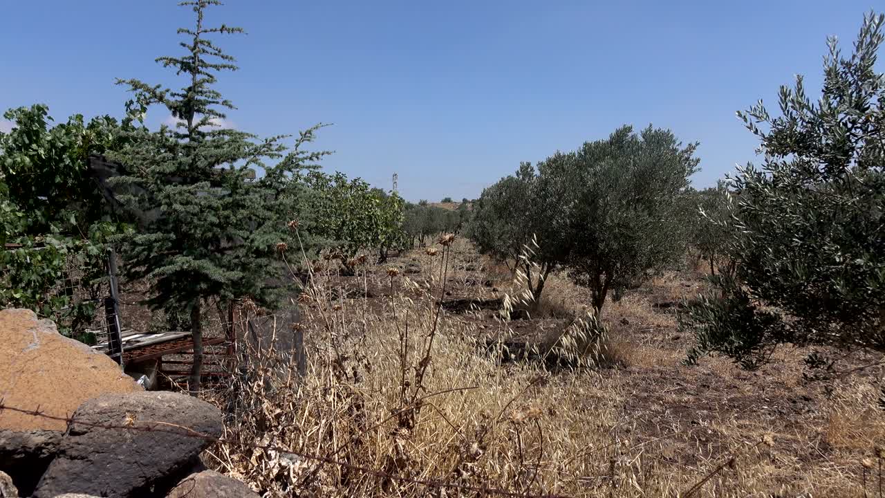 오리브 나무 의 넓은  과 건조 한 땅