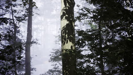 Forest shadows create a mystical atmosphere during early morning light