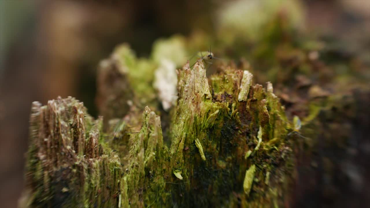 insectos voladores verdes arrastrándose sobre un viejo tronco de árbol