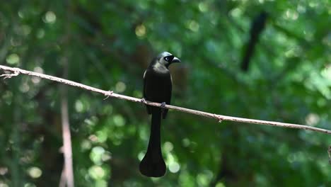 seen perched on a vine looking around and then flies away, racket-tailed treepie, crypsirina temia, thailand