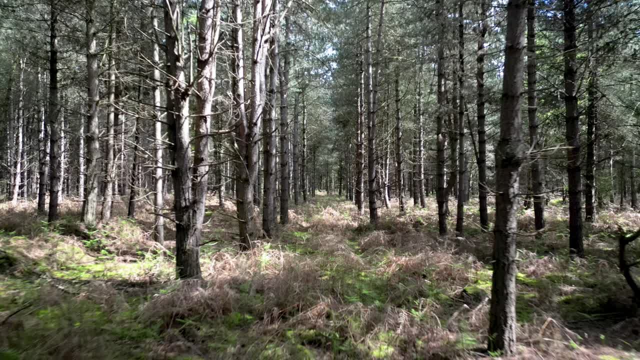 Misteriosa foresta di Rendlesham con alberi fitti, Aerea