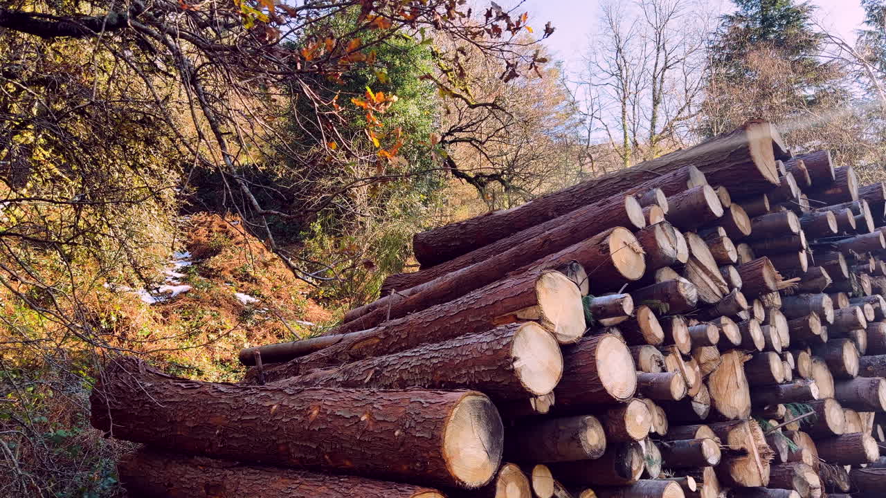 Cut tree logs stacked outdoors in Terras de Bouro Portugal