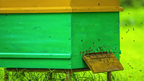 Abejas-Volando-Dentro-Y-Fuera-De-La-Colmena-De-Color-Verde-Y-Pradera-Natural,-Lapso-De-Tiempo-De-Fusión