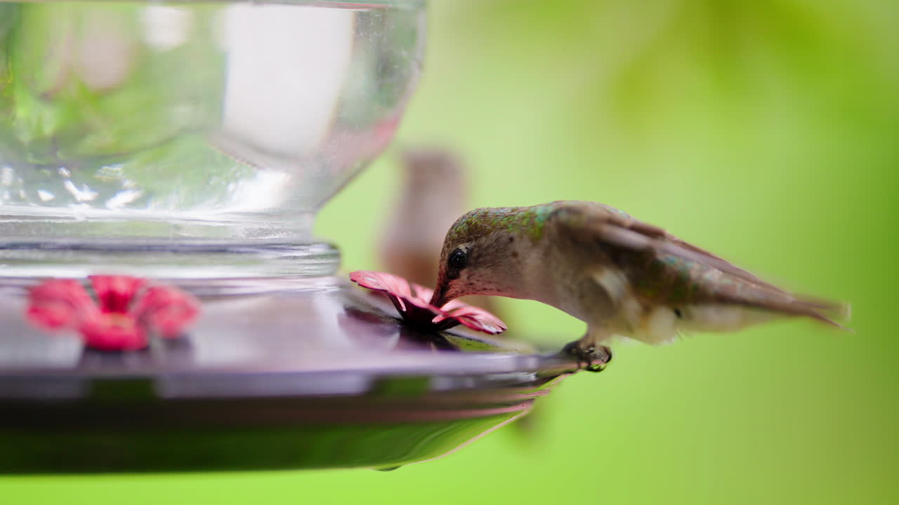 A hummingbird feeding at a garden feeder