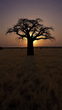 baobab tree silhouette at sunset in african savanna