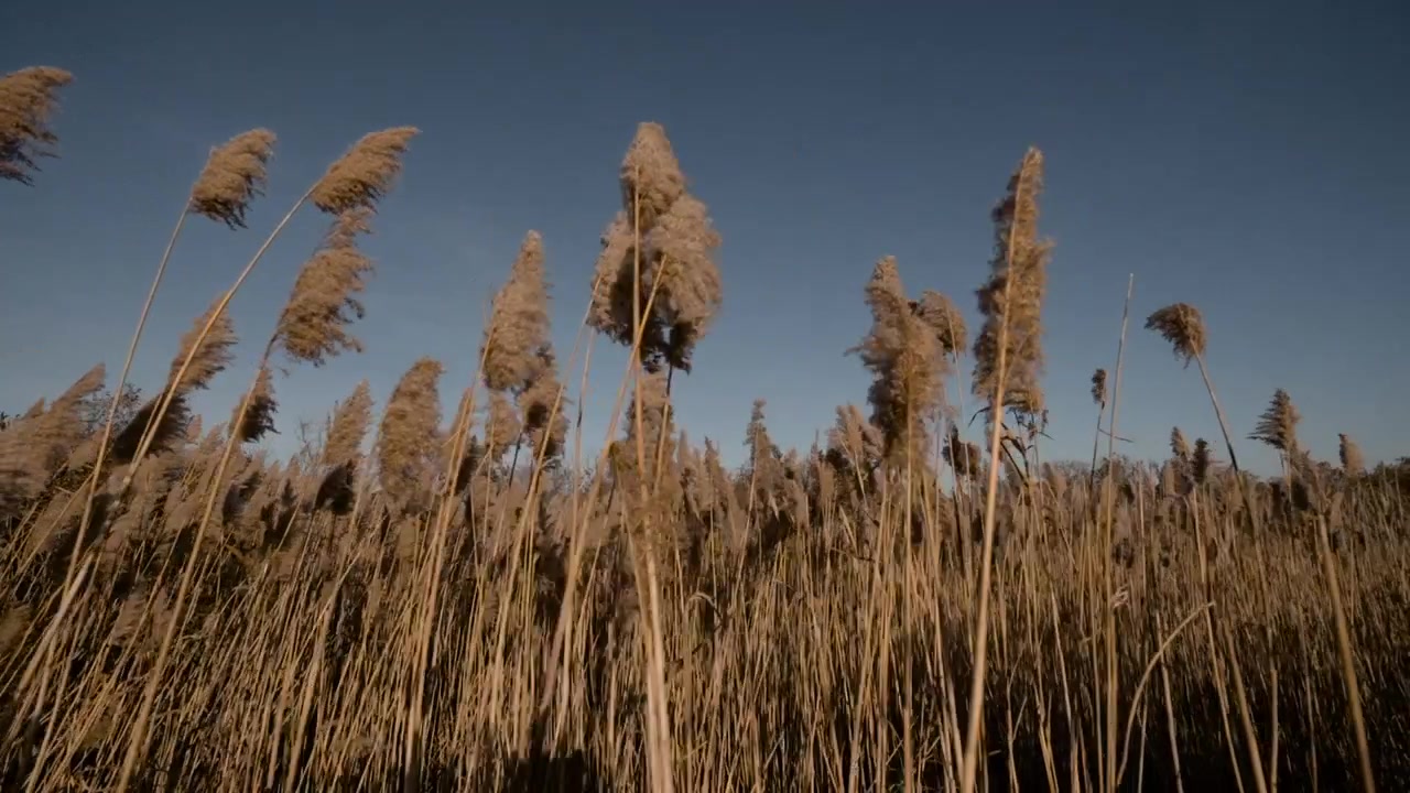 Canne mosse dal vento, slow motion