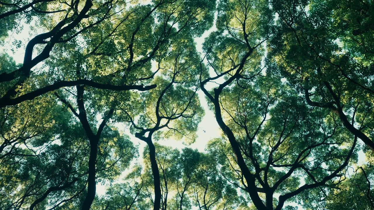 Backlit Forest Breeze in Summer – Lush green foliage gently sways as sun rays beam from behind, capturing a tranquil summer vibe in nature.