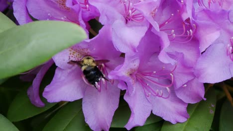 un abejorro se arrastra en el centro de vibrantes flores púrpuras primer plano