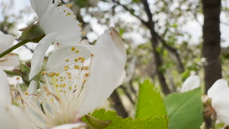 Blossoming-cherry-tree-flowers-on-a-windy-day,-close-up