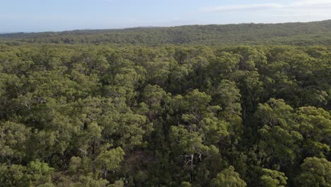 Paisaje-Boscoso-Sin-Fin-En-El-Lago-Marrón-En-La-Isla-De-North-Stradbroke,-Sureste-De-Queensland,-Australia